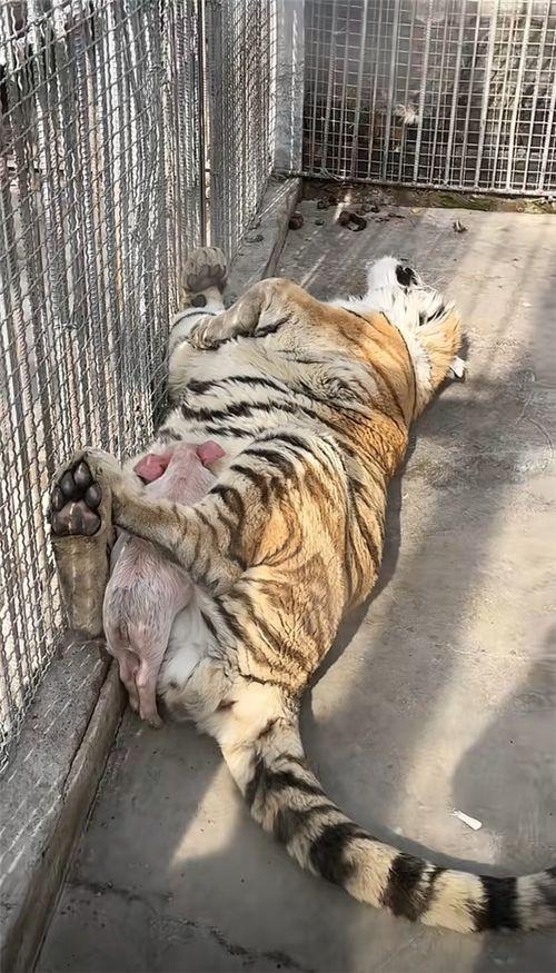 扮猪吃老虎视频,视频背后的惊人真相