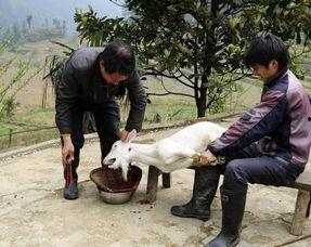漂亮女人杀羊视频,一场令人震惊的悲剧