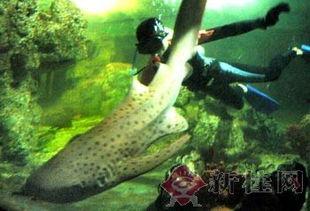 鲨鱼视频海底世界,鲨鱼视频带你领略海底世界奇观